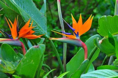 白花天堂鳥花語|天堂鳥的花語及傳說故事介紹